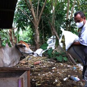 Local community learned how to turn sorghum into animal feed at Takmirul Masjid Gorontalo