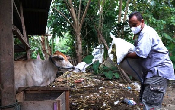 Local community learned how to turn sorghum into animal feed at Takmirul Masjid Gorontalo