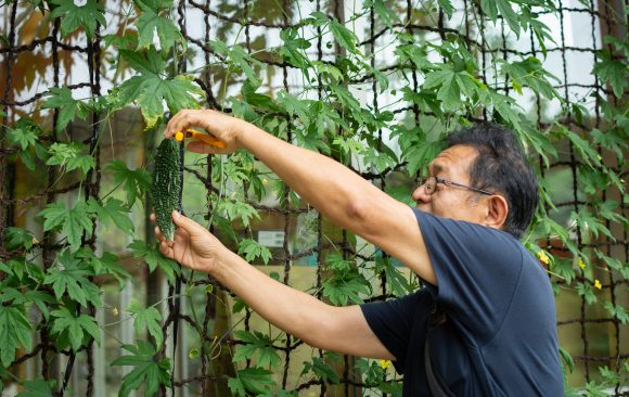 The Shikoku Seiyo Geo Museum in Seiyo City grows Bitter Gourd using Sugar Palm Fiber Net